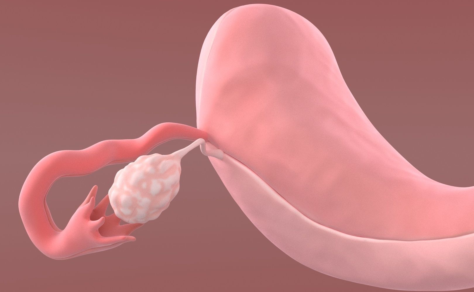 Uterus female 3D model_10