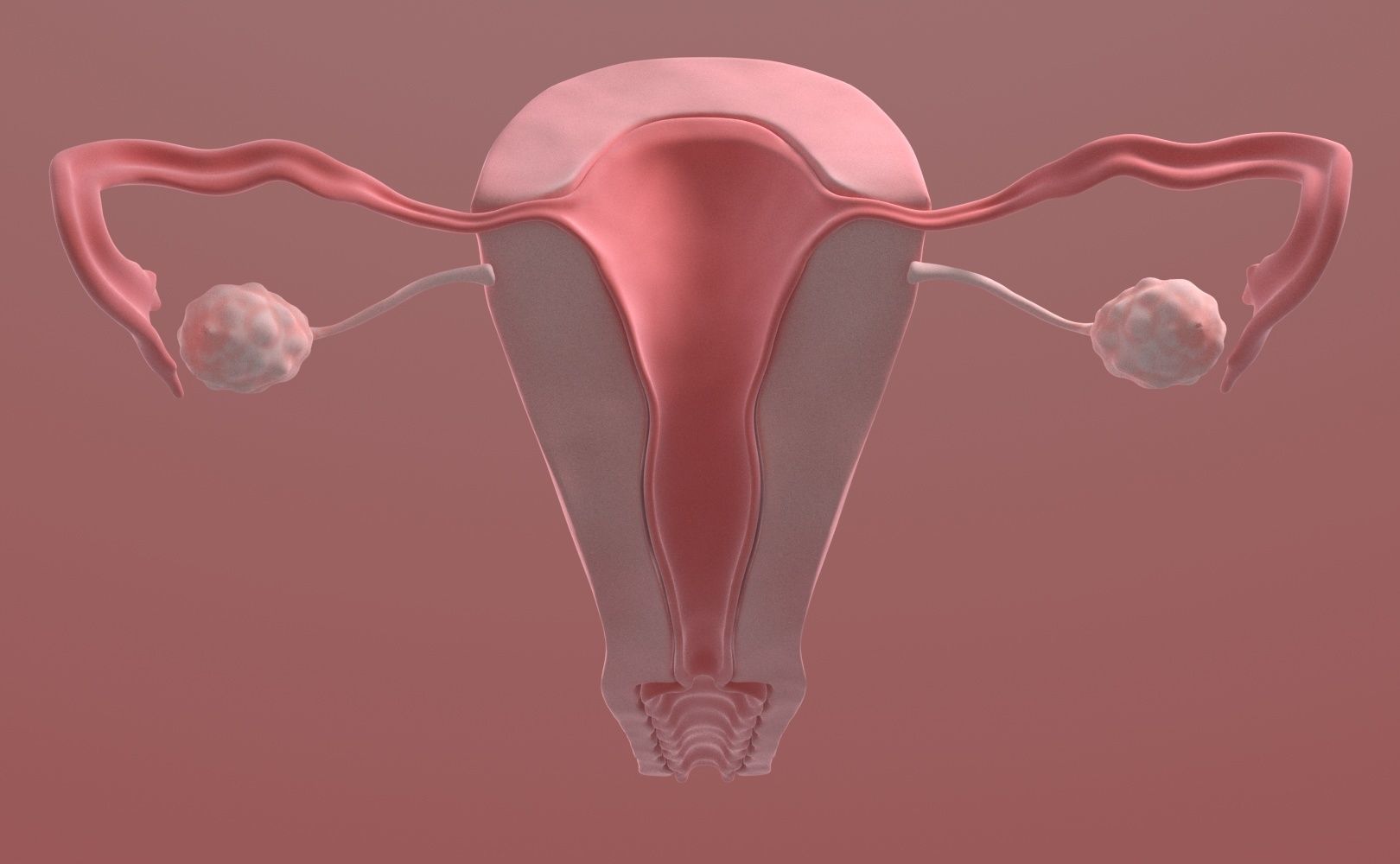 Uterus female 3D model_9