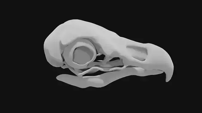 Eagle skull 3D model