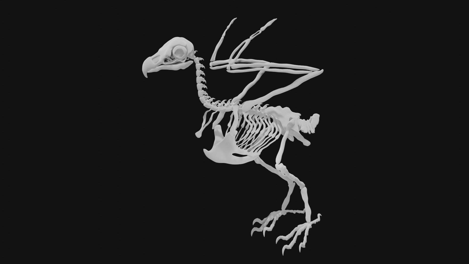 Eagle skeleton 3D model_3