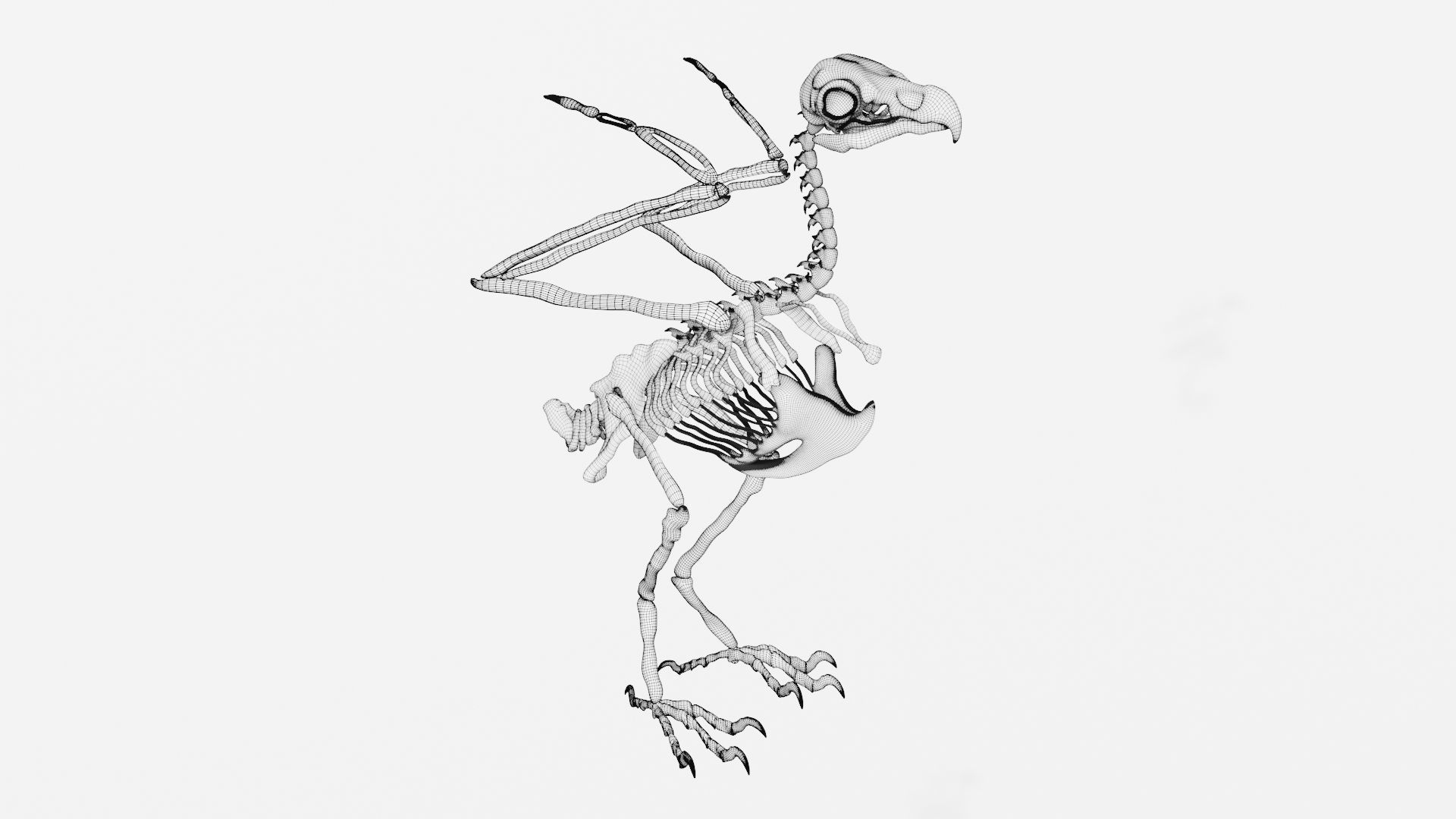 Eagle skeleton 3D model_7