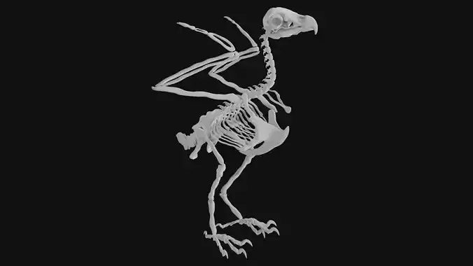Eagle skeleton 3D model