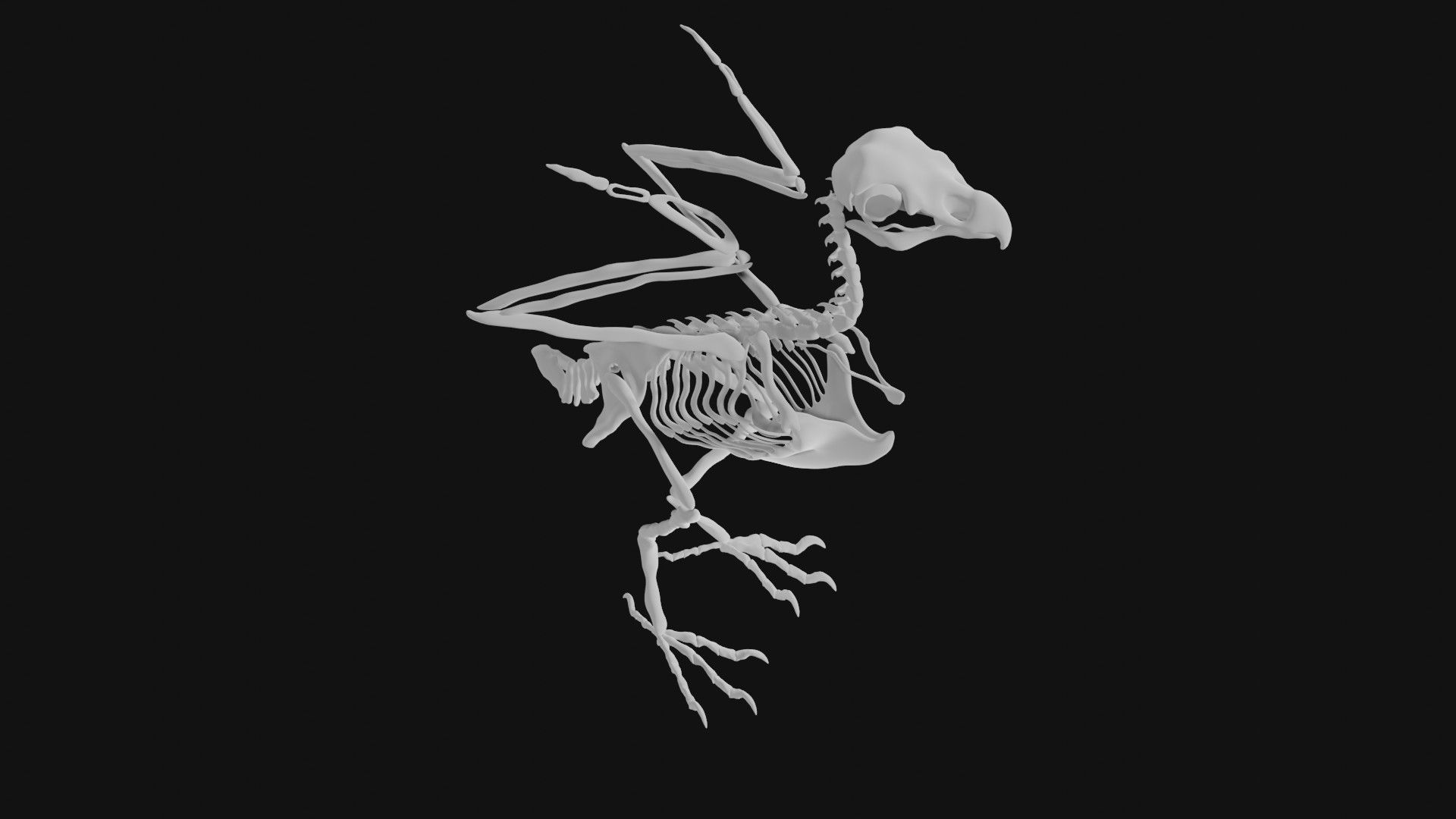 Eagle skeleton 3D model_1