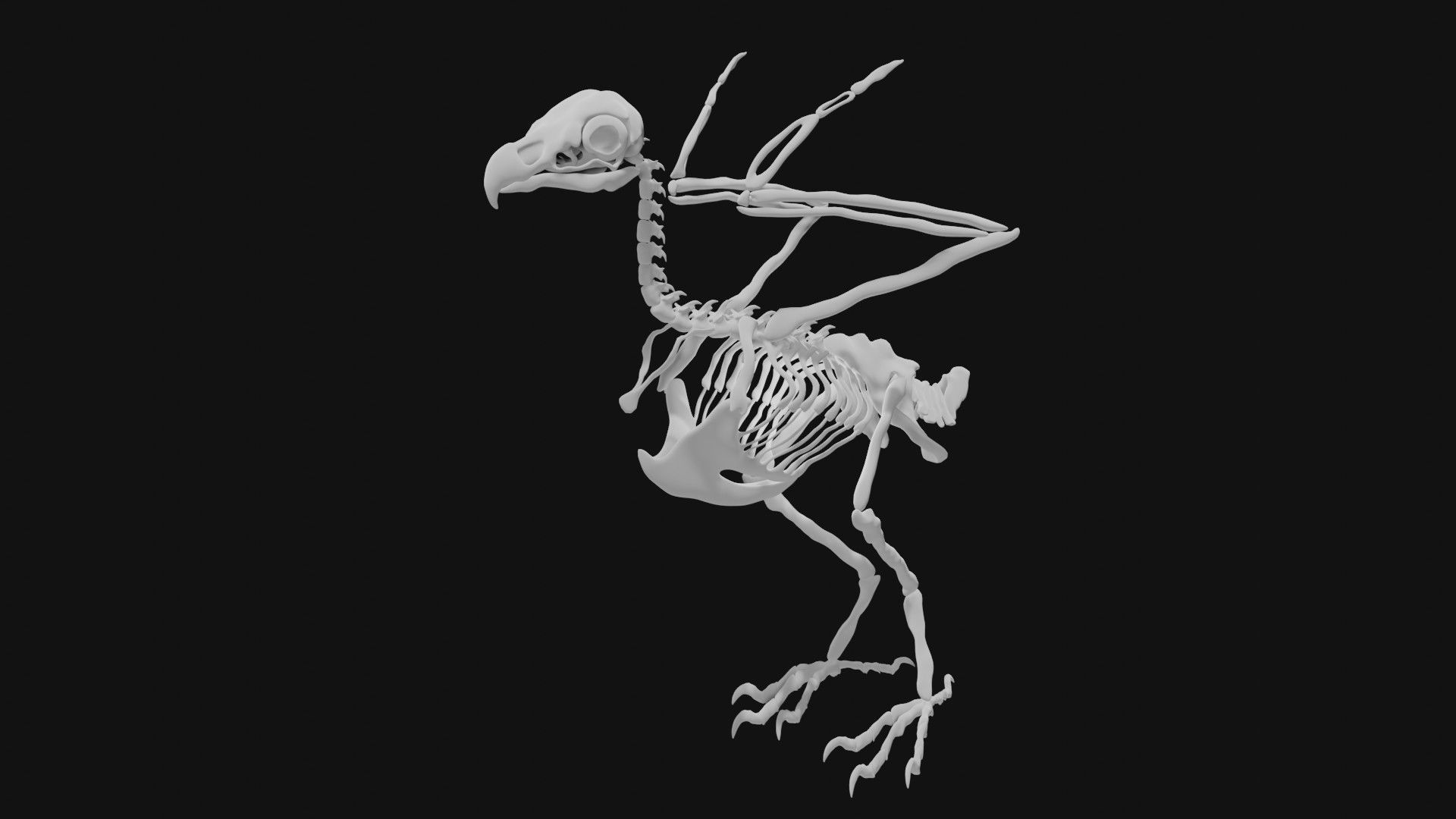 Eagle skeleton 3D model_2