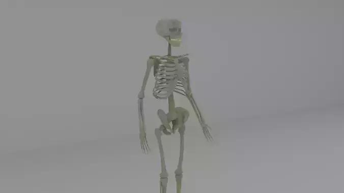 Human Skeleton for Blender 3D model