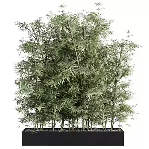 Bamboo in plants box - indoor plant set 320