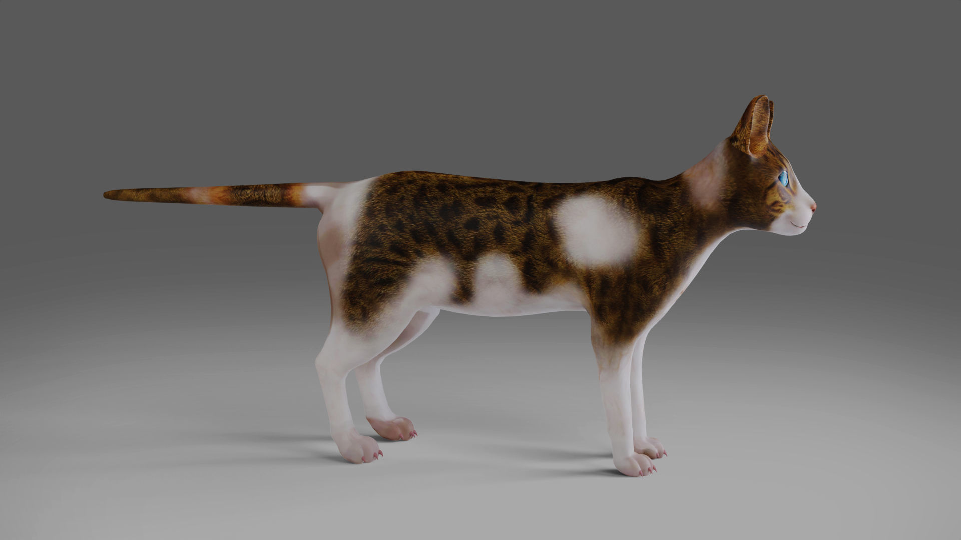 Calico Cat rigged and animated V3 Low-poly 3D model_7