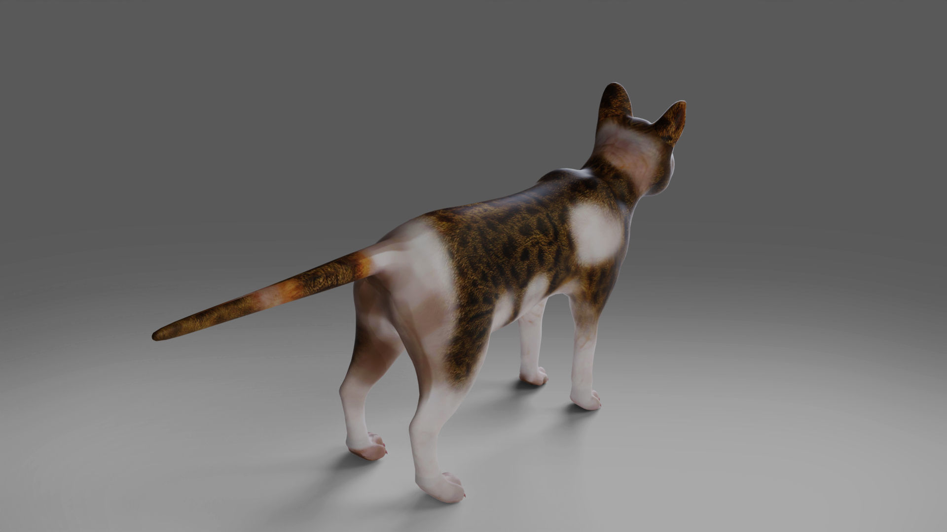 Calico Cat rigged and animated V3 Low-poly 3D model_9