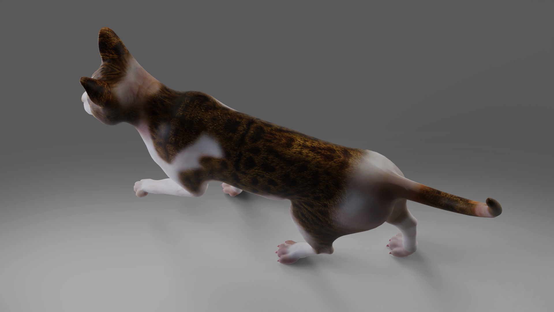 Calico Cat rigged and animated V3 Low-poly 3D model_4