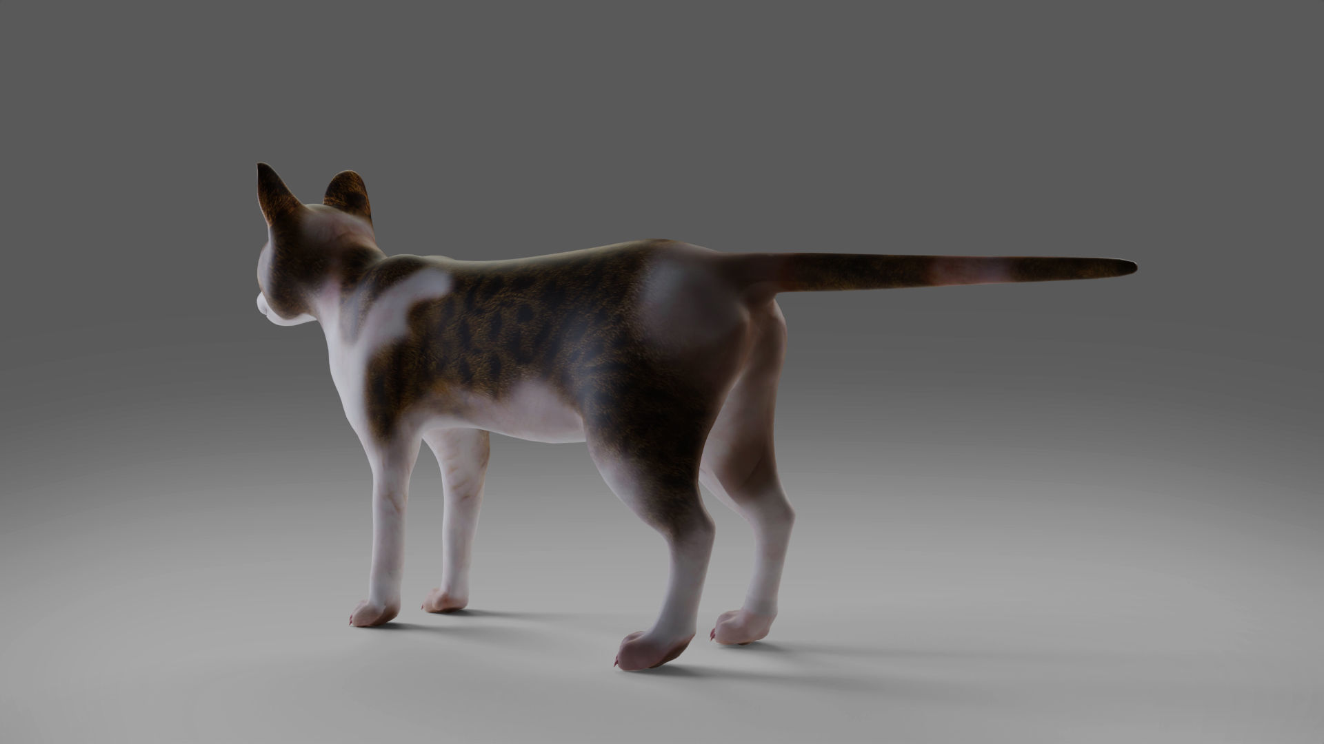 Calico Cat rigged and animated V3 Low-poly 3D model_10