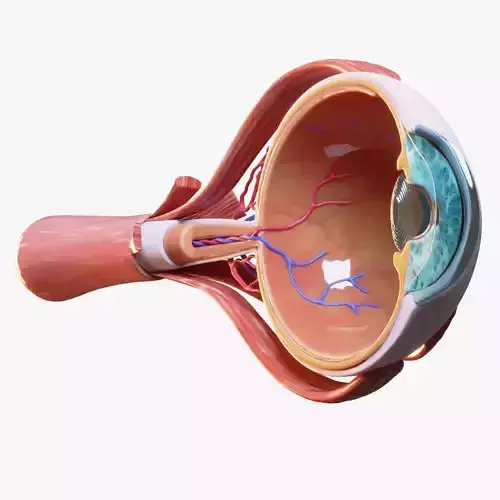 Cross Section Eye Anatomy 3D model