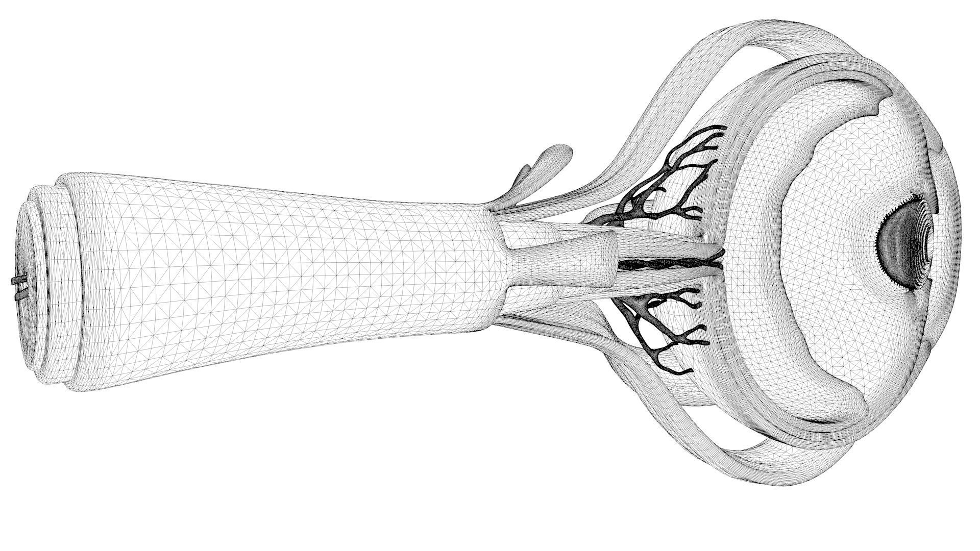 Cross Section Eye Anatomy 3D model | CGTrader