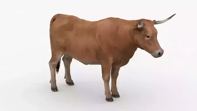 Realistic Cattle bull Low-poly 3D model