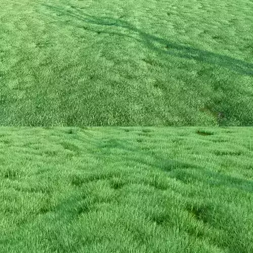 Grass grassy field with tree in middle