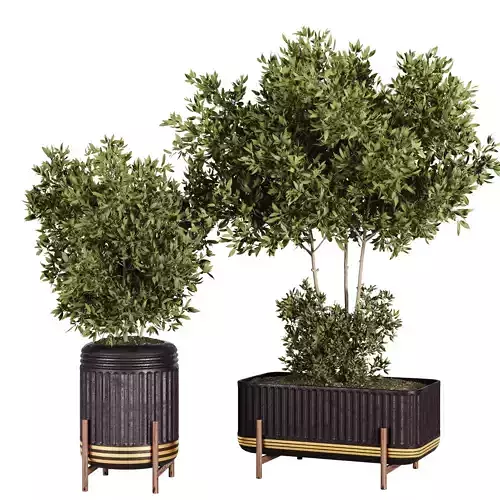 Plant01 two potted olive trees