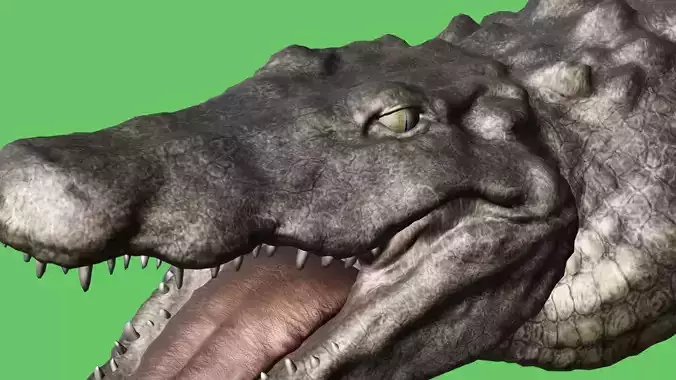 3D Model crocodile alligator Low-poly 3D model Low-poly 3D model