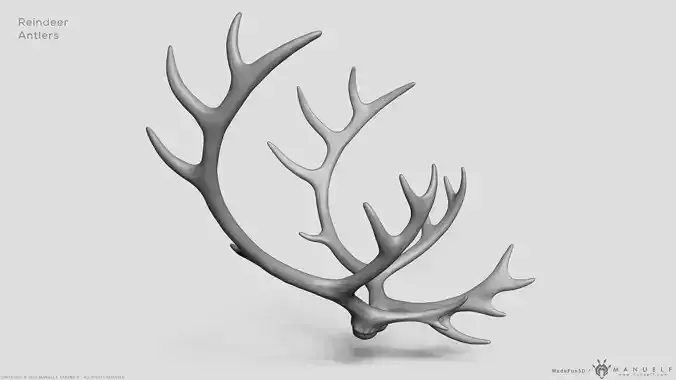 Reindeer Antlers 3D model