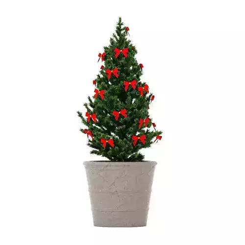 Christmas Tree in a pot 1