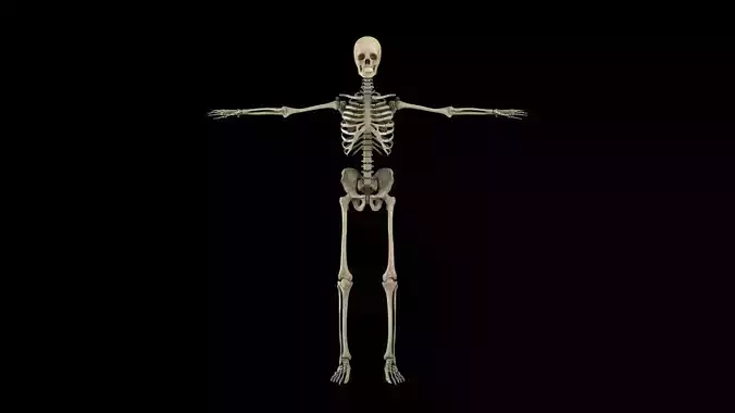 skeletal system 3D model skeletal system 3D model