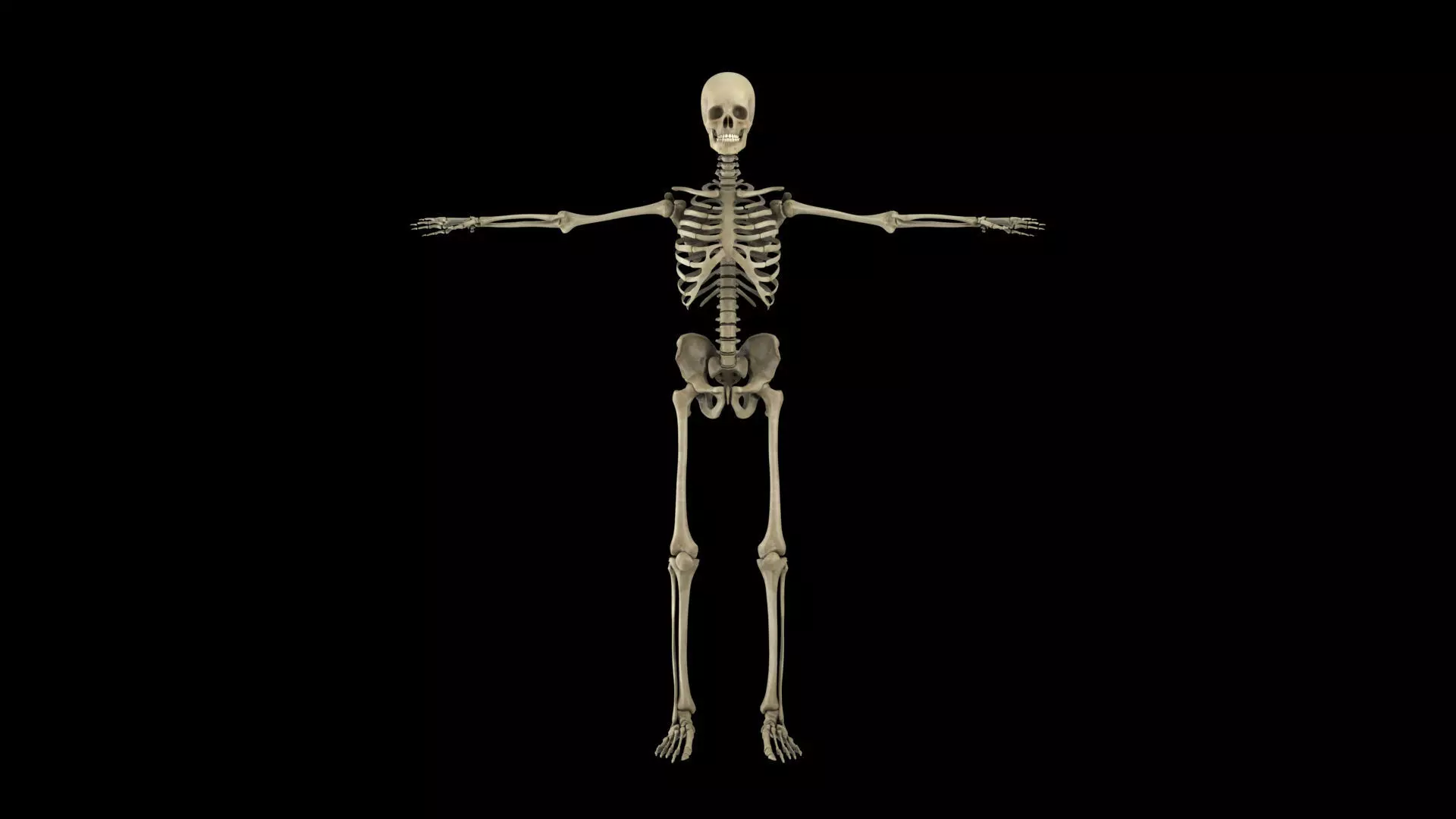 skeletal system 3D model_0