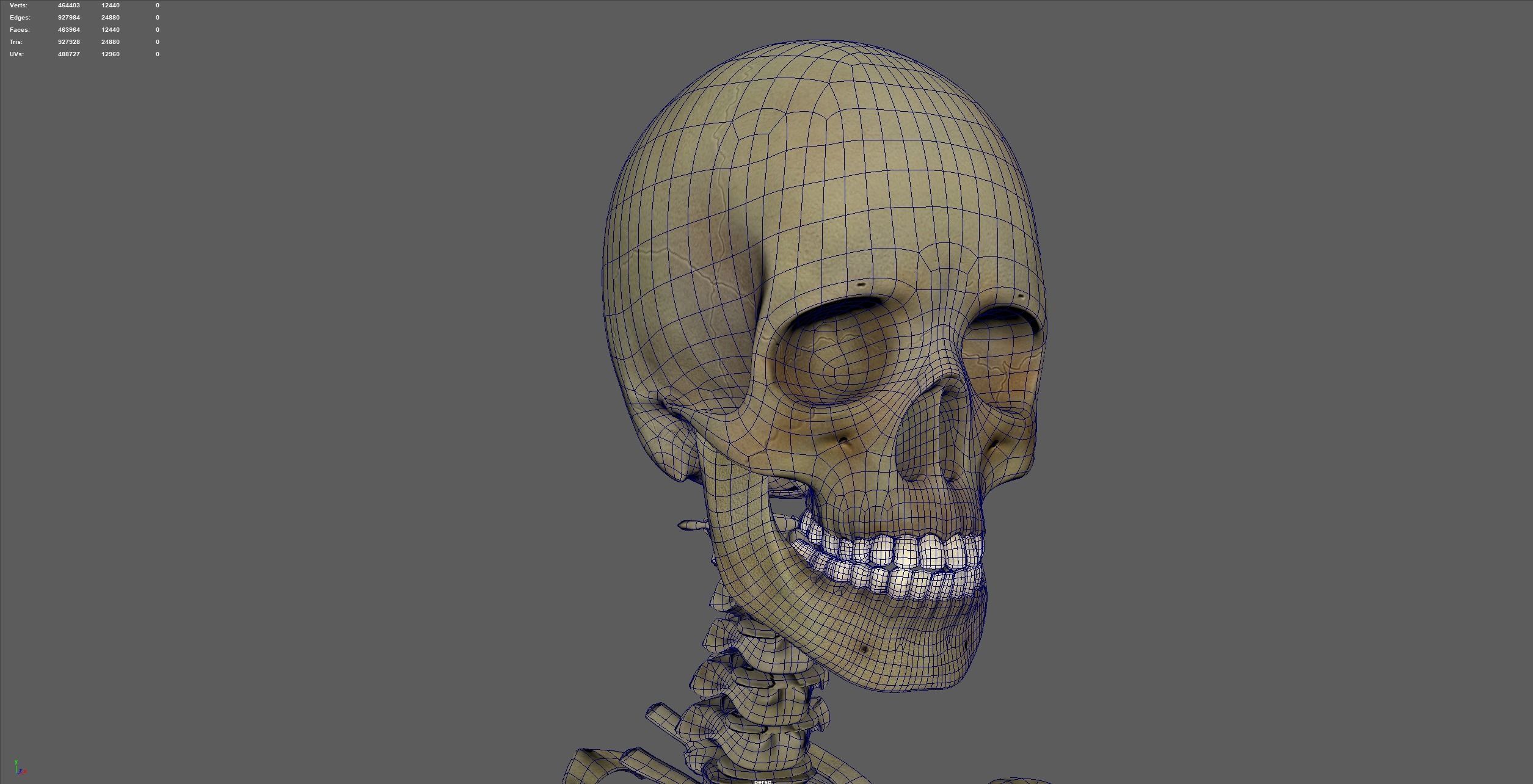 skeletal system 3D model_13