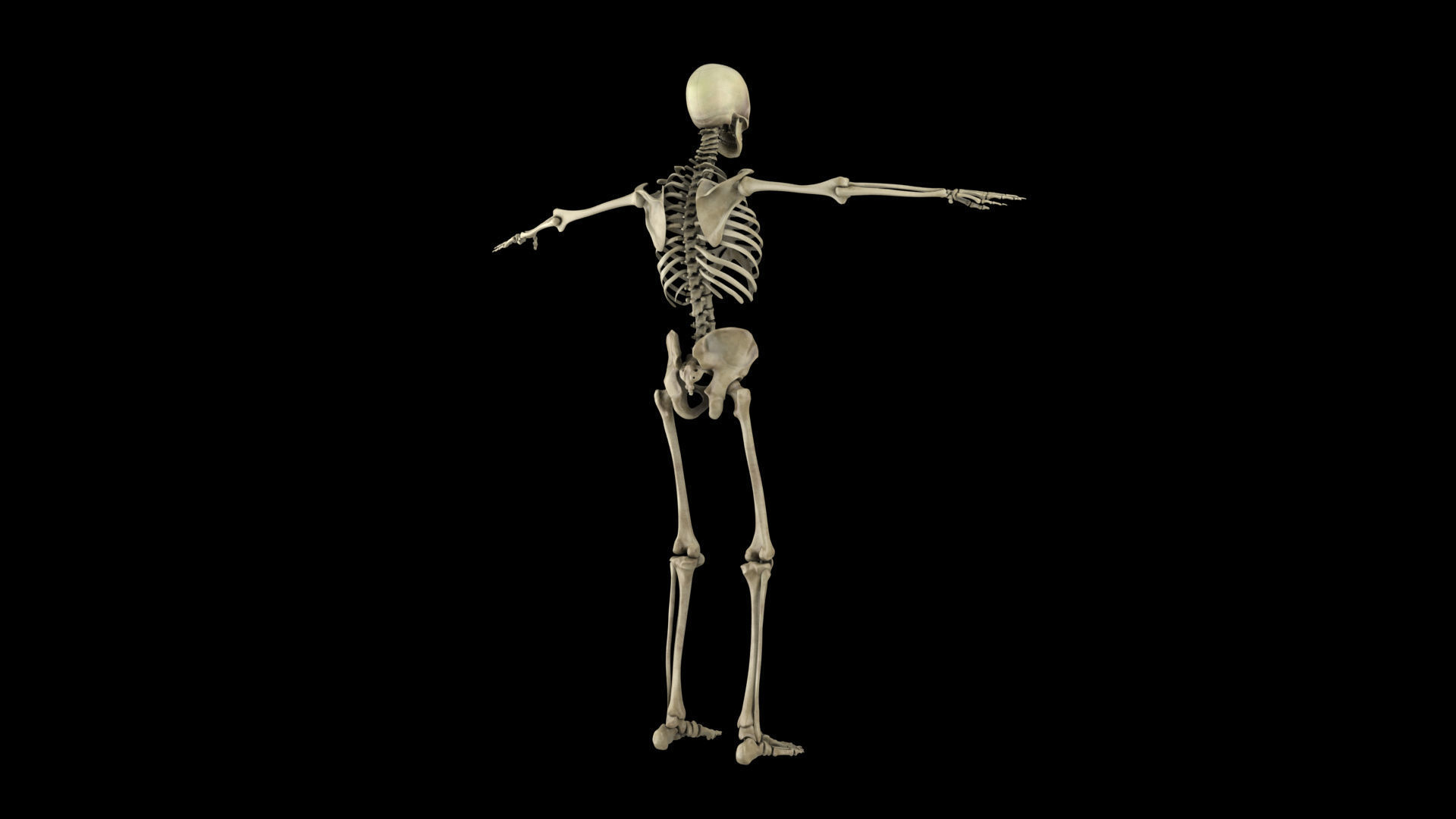 skeletal system 3D model_3