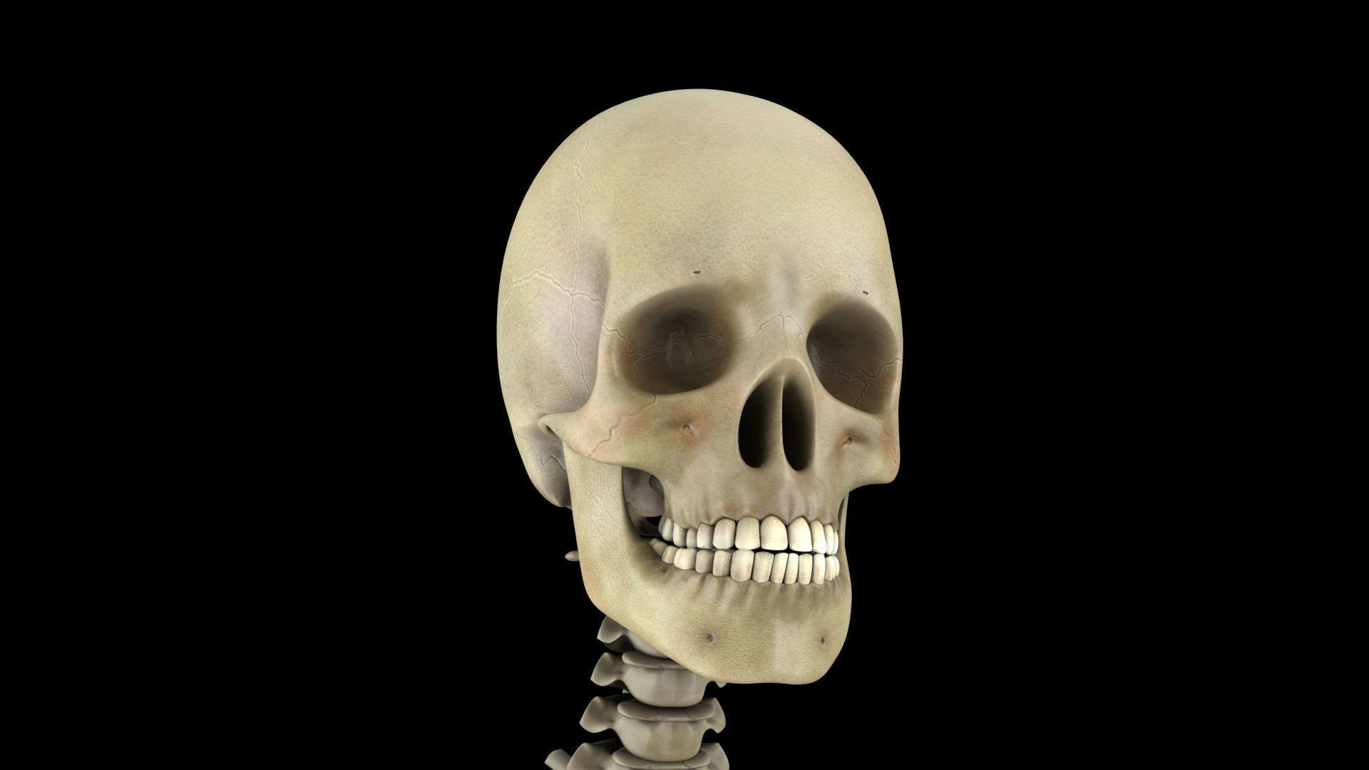 skeletal system 3D model_6