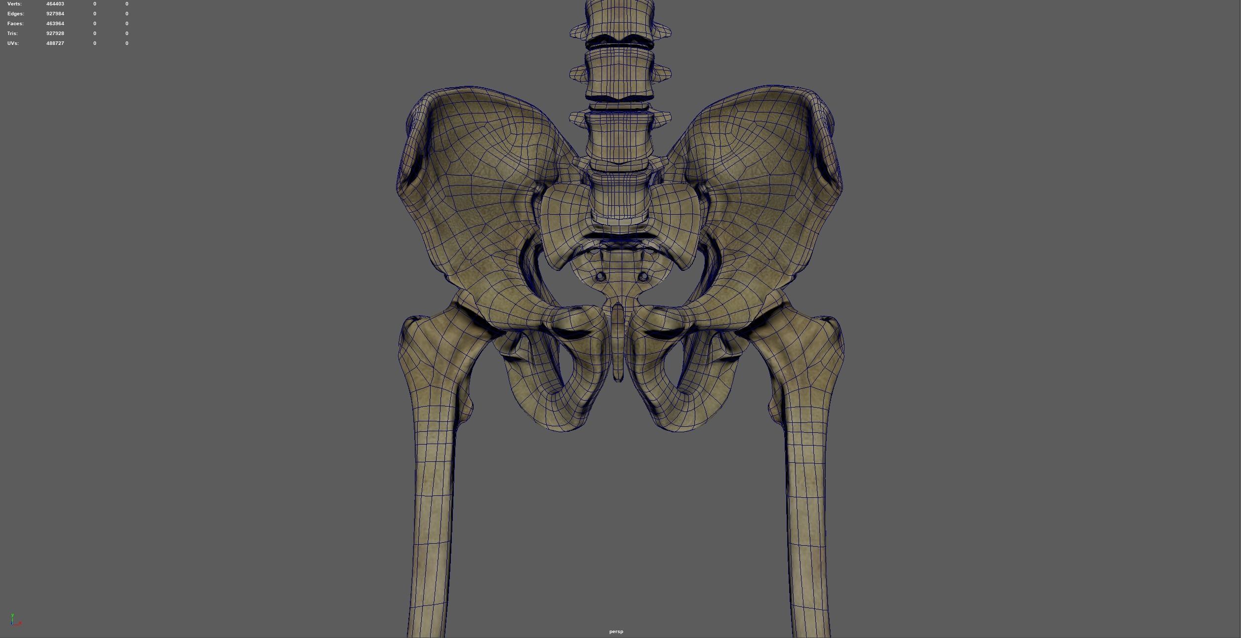 skeletal system 3D model_15