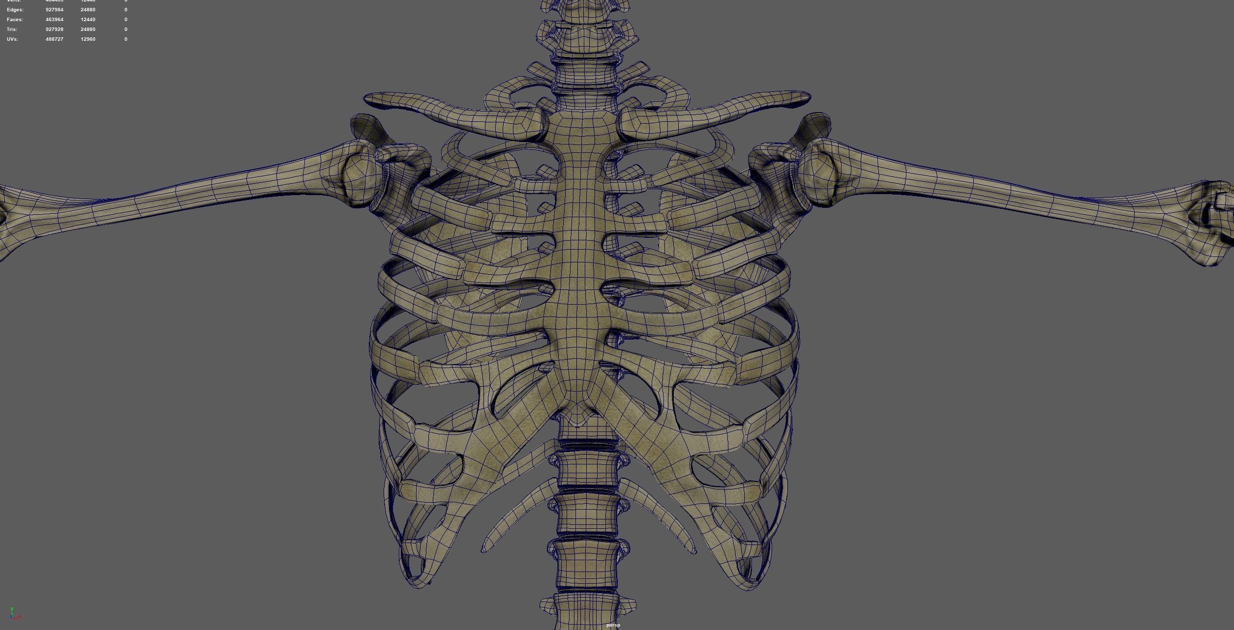 skeletal system 3D model_14