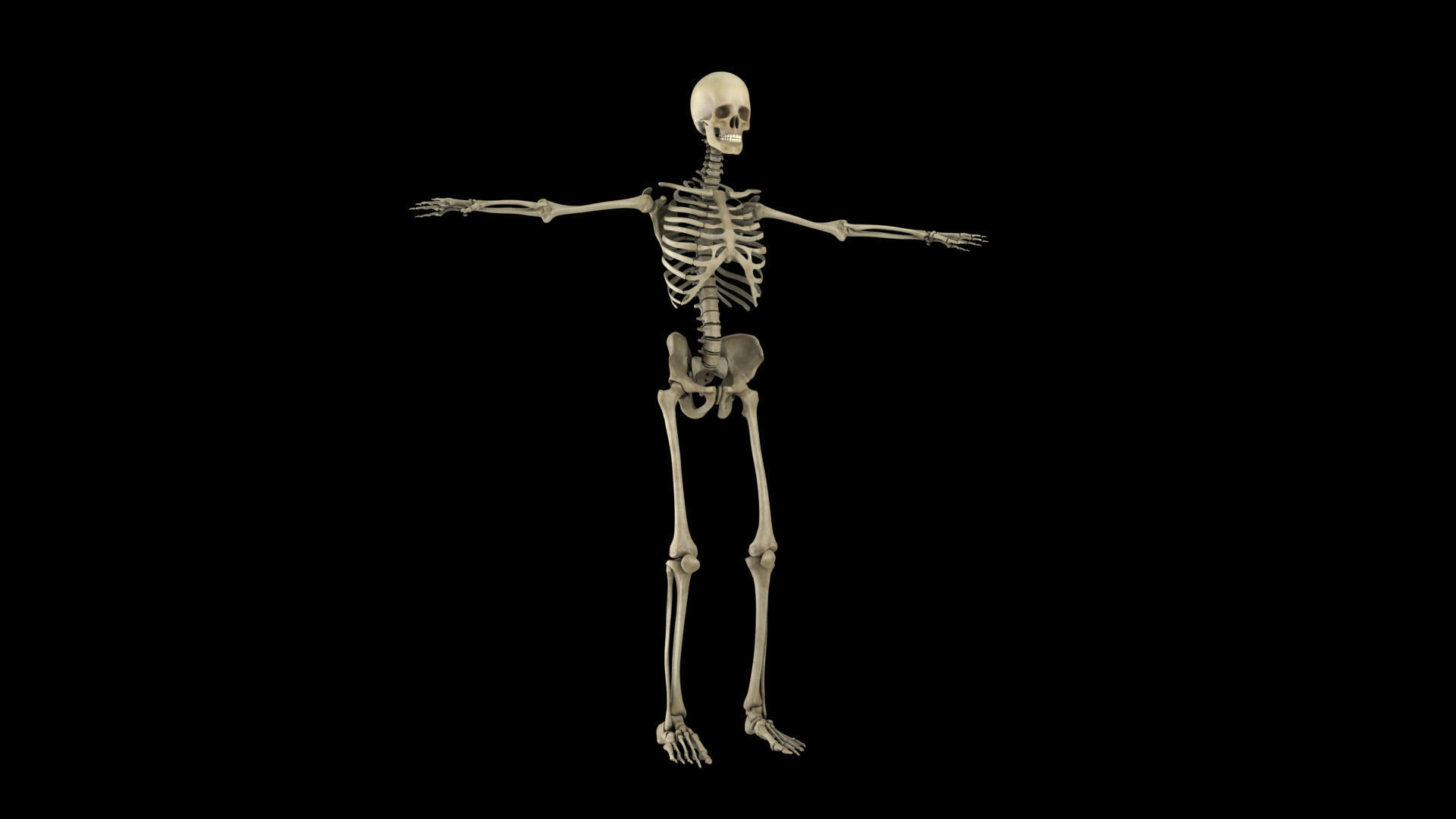 skeletal system 3D model_2