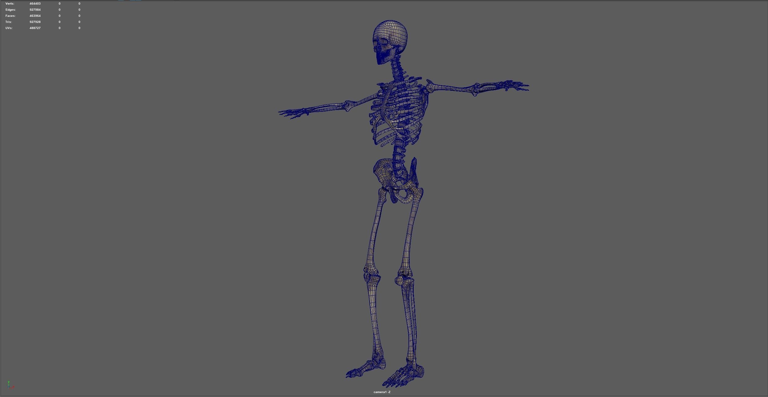 skeletal system 3D model_11