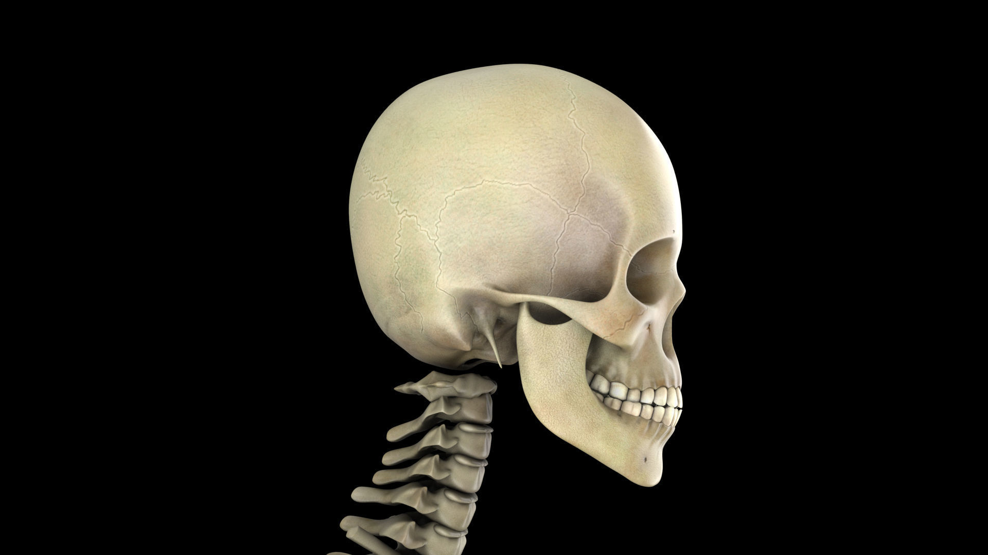 skeletal system 3D model_5