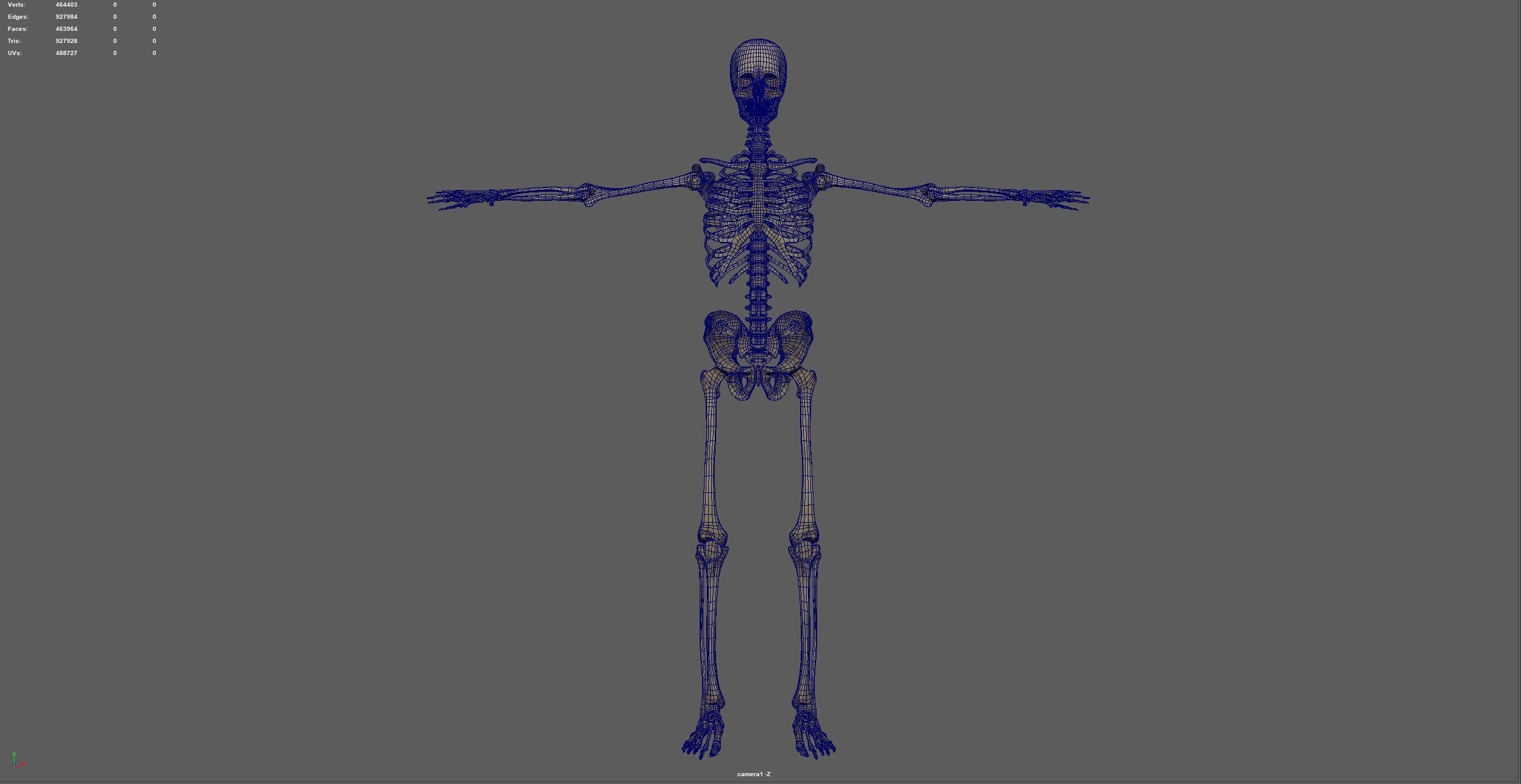 skeletal system 3D model_12