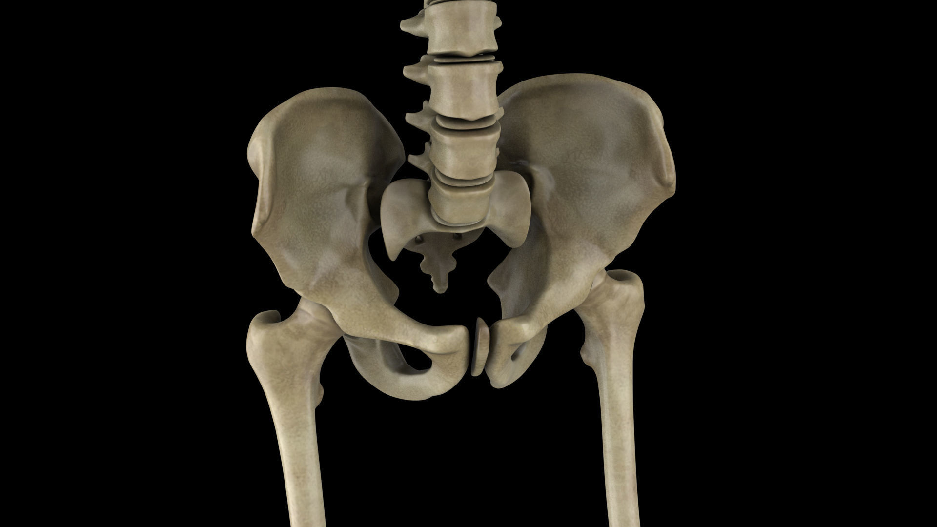 skeletal system 3D model_8