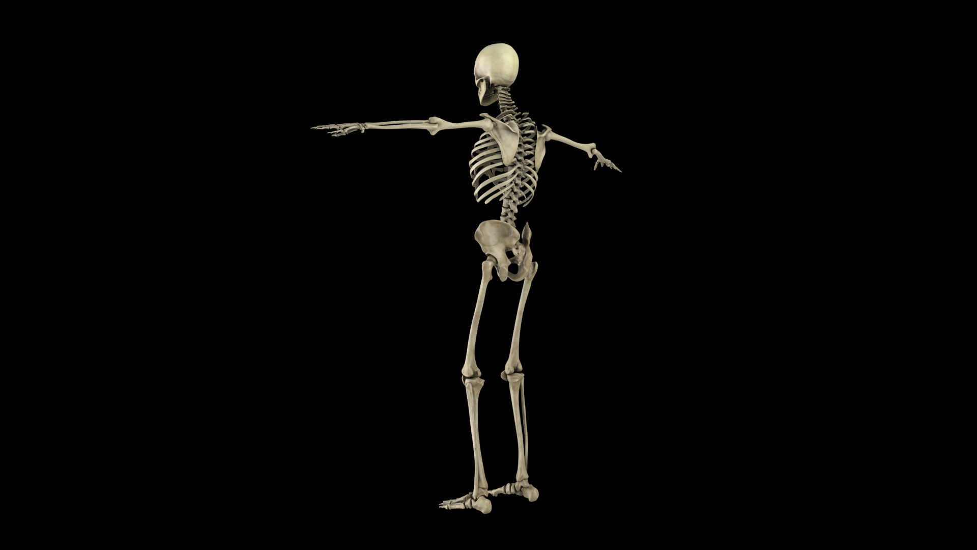 skeletal system 3D model_4