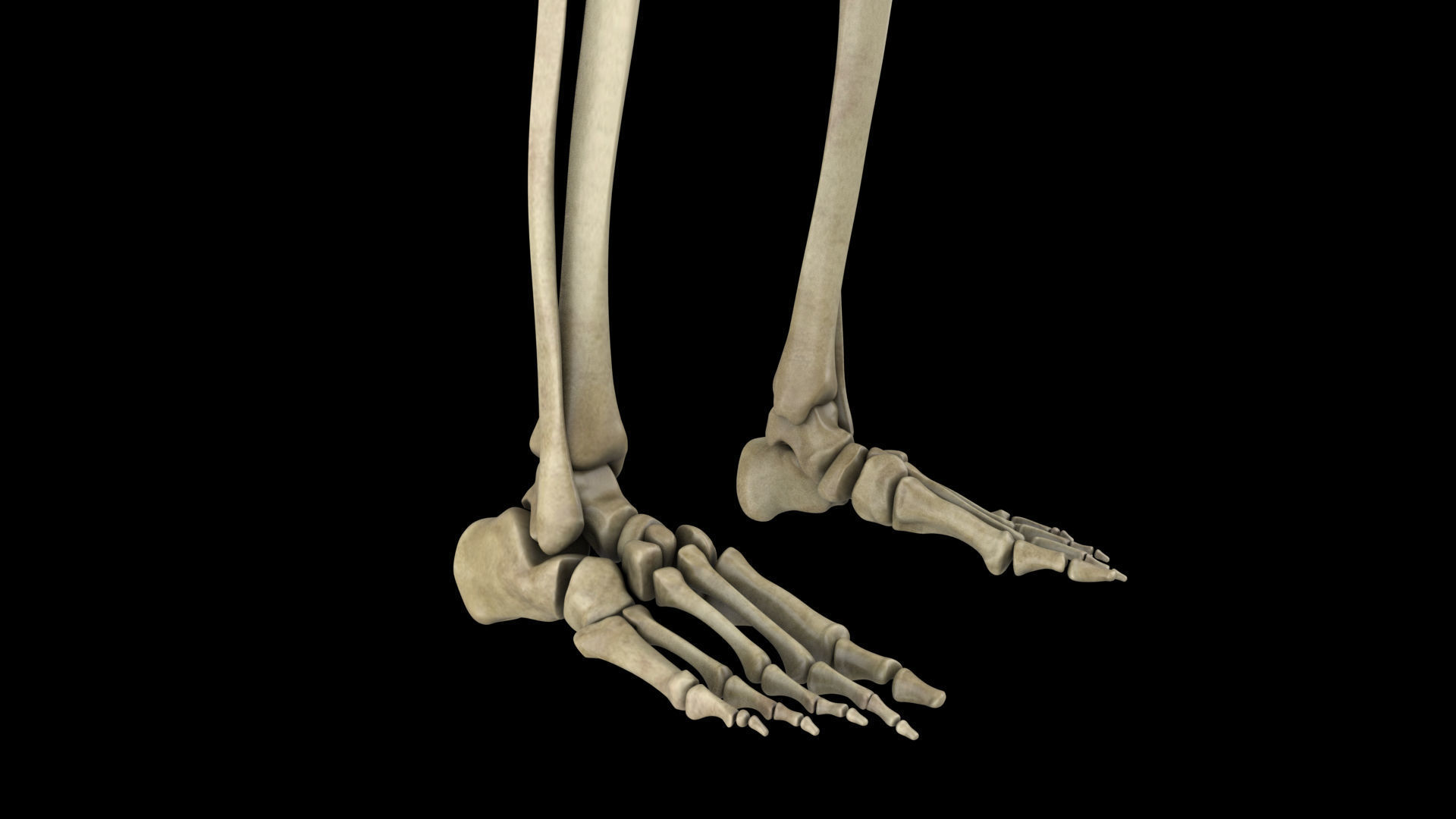 skeletal system 3D model_9