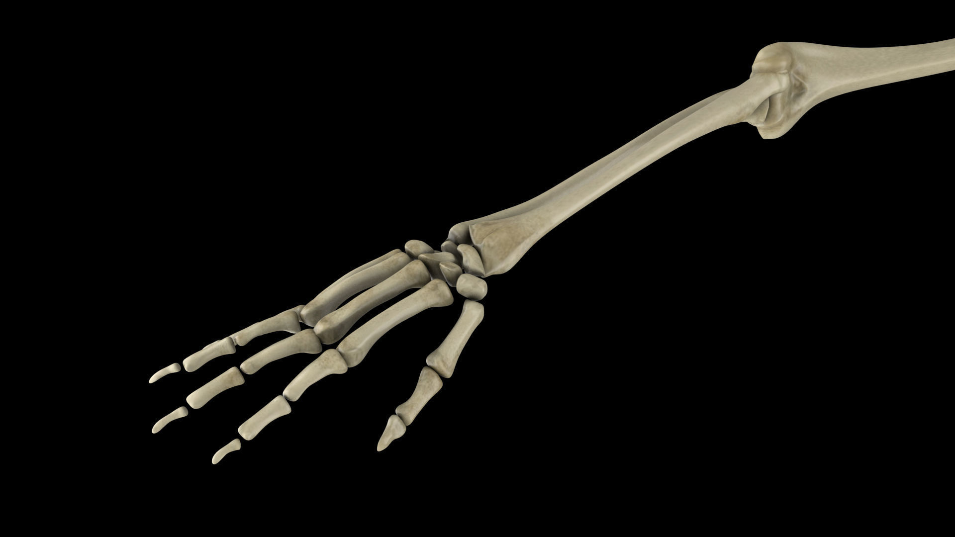 skeletal system 3D model_10