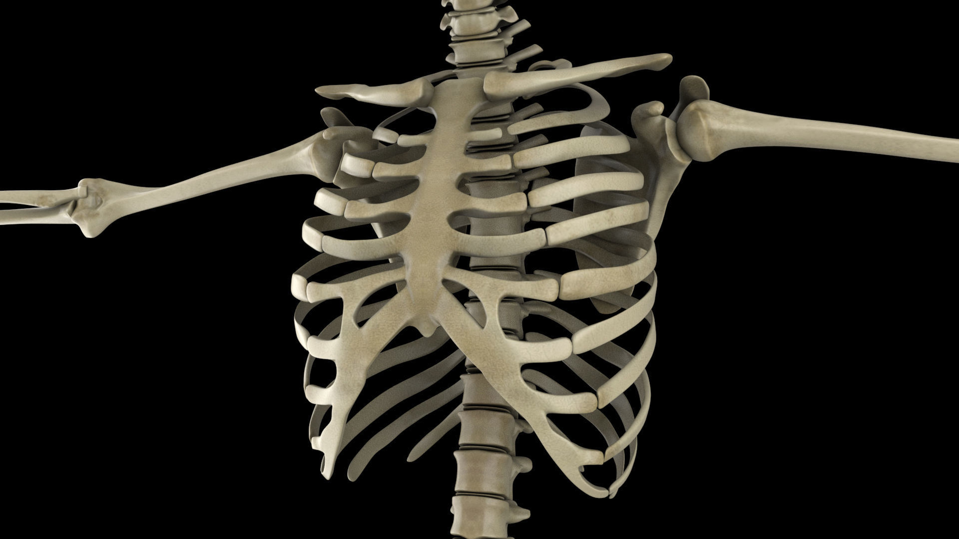 skeletal system 3D model_7
