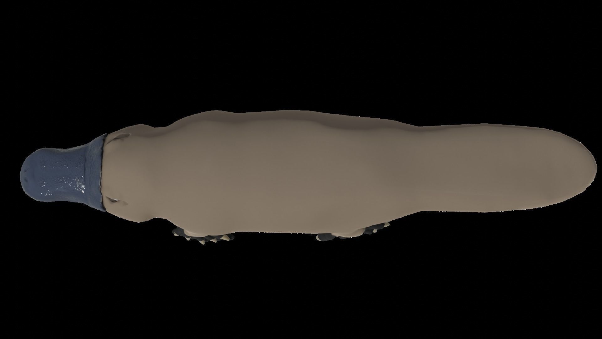 Pam the Platypus Low-poly 3D model_6