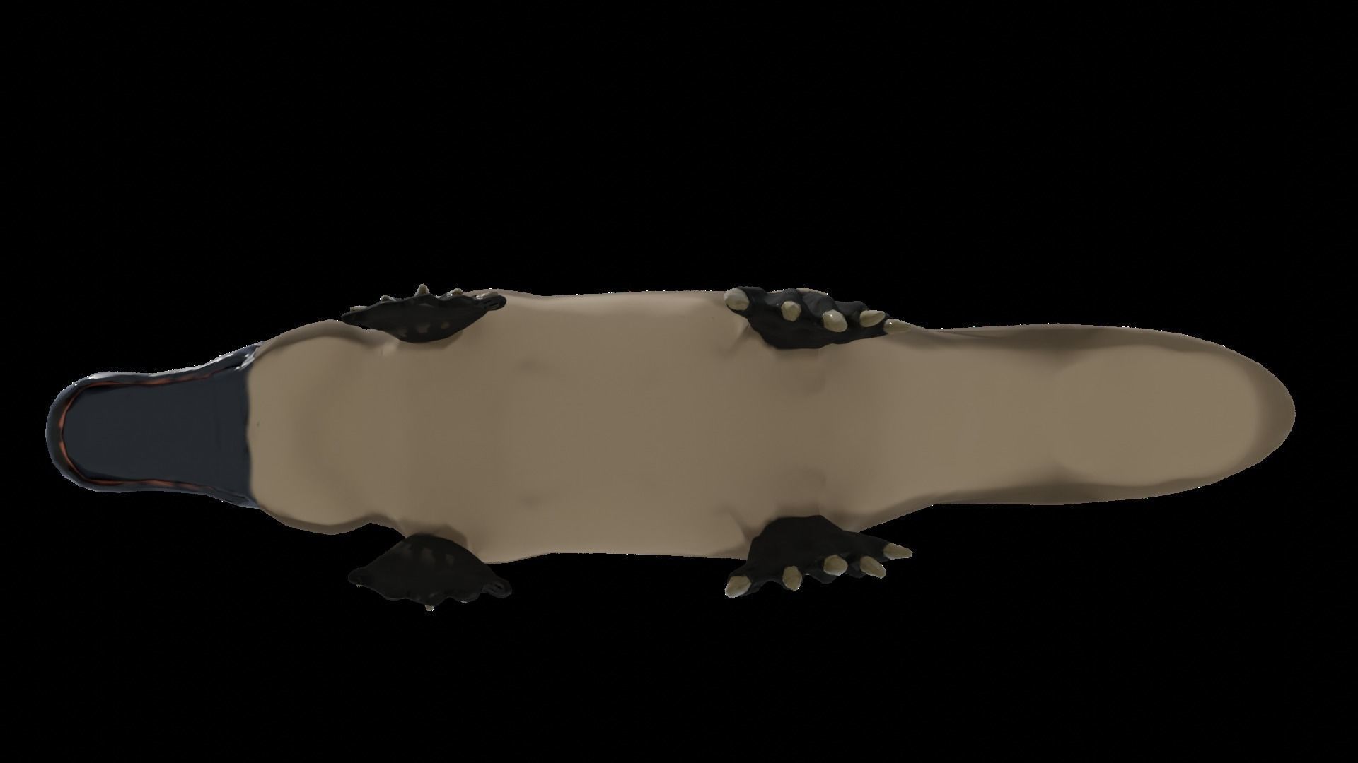 Pam the Platypus Low-poly 3D model_5
