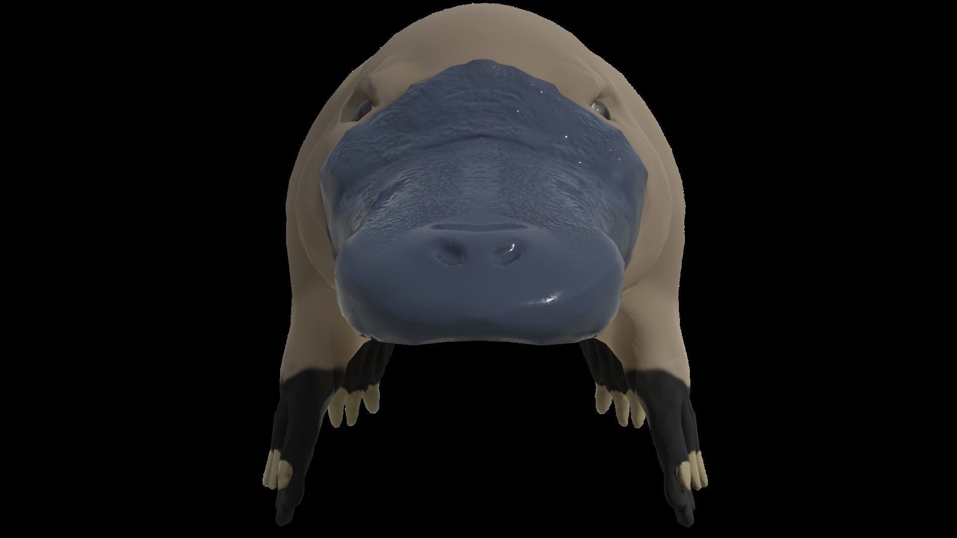 Pam the Platypus Low-poly 3D model_4