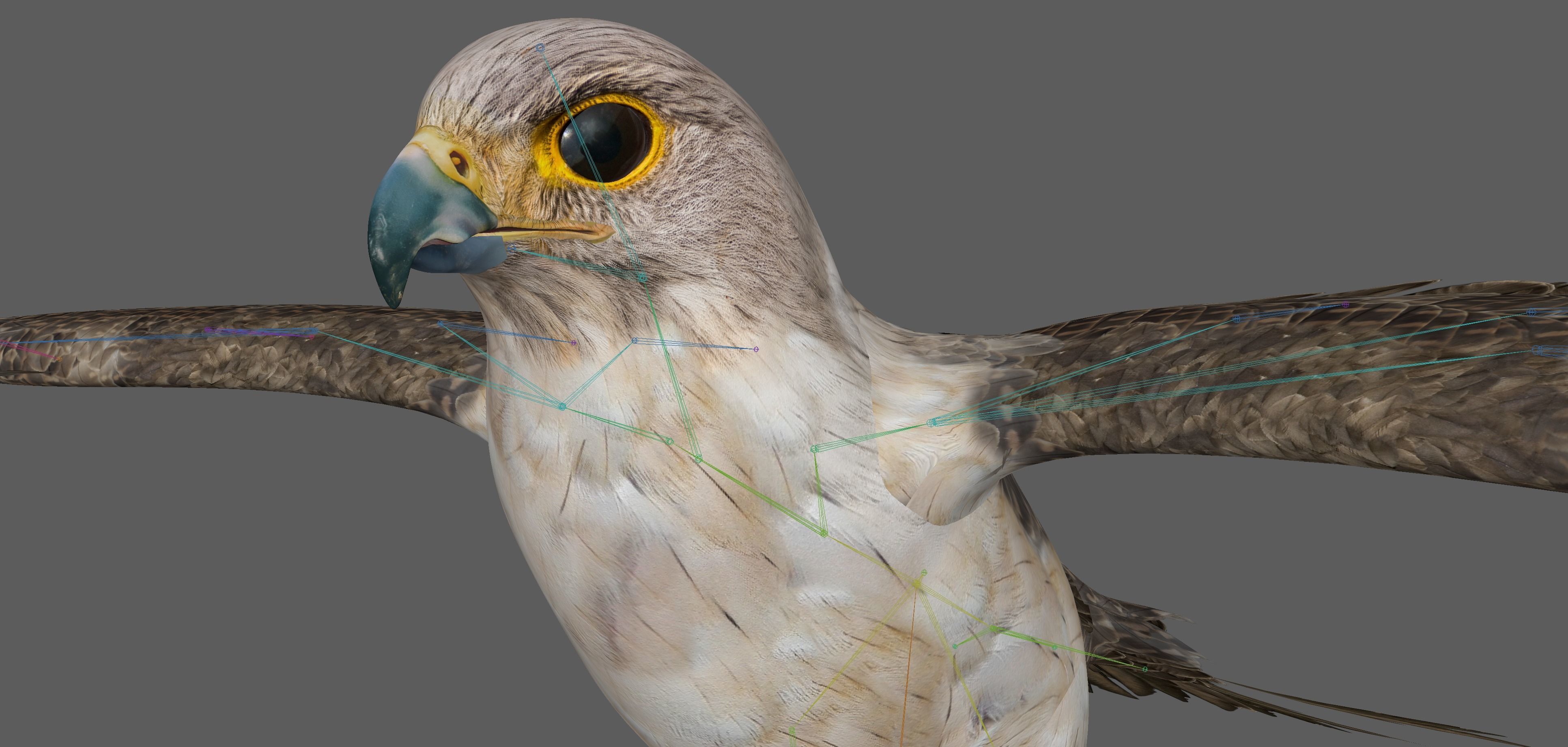 Hawk Rig 3D model_17