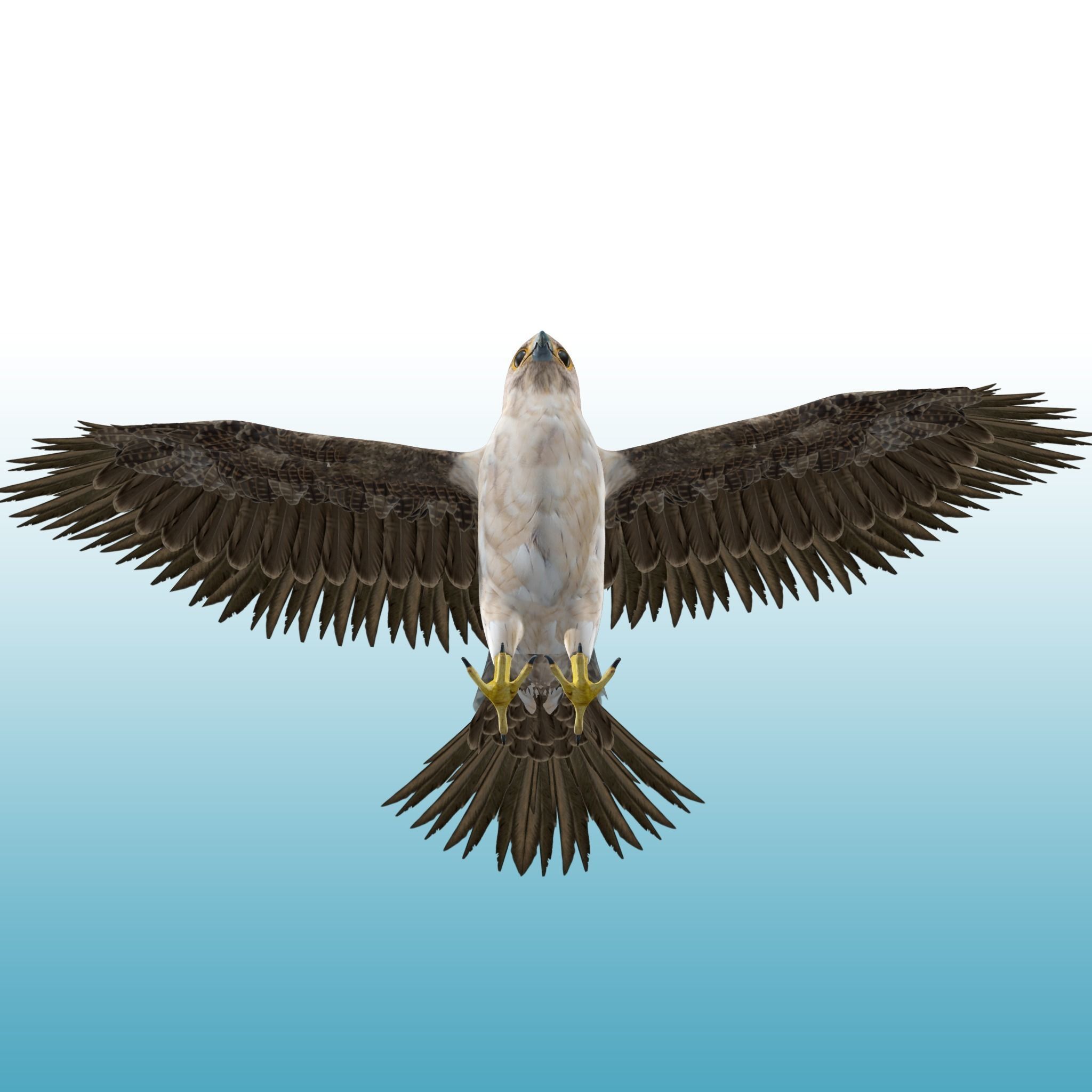 Hawk Rig 3D model_7