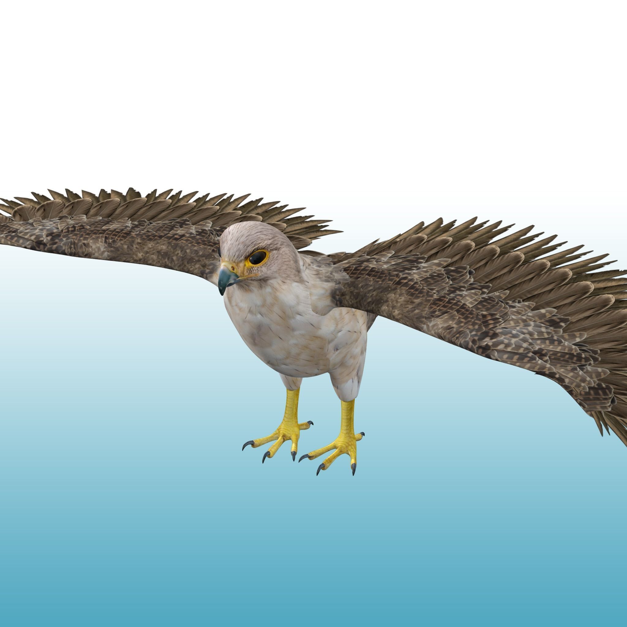 Hawk Rig 3D model_3