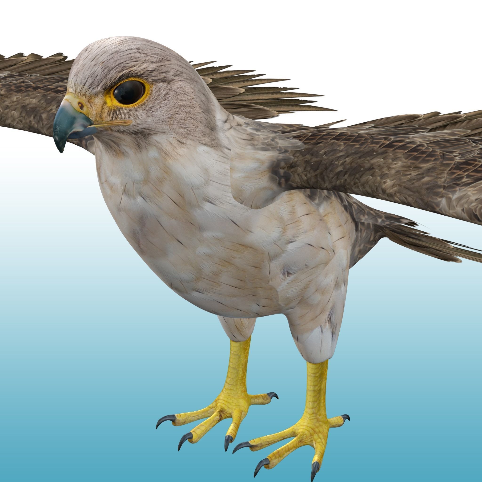 Hawk Rig 3D model_4