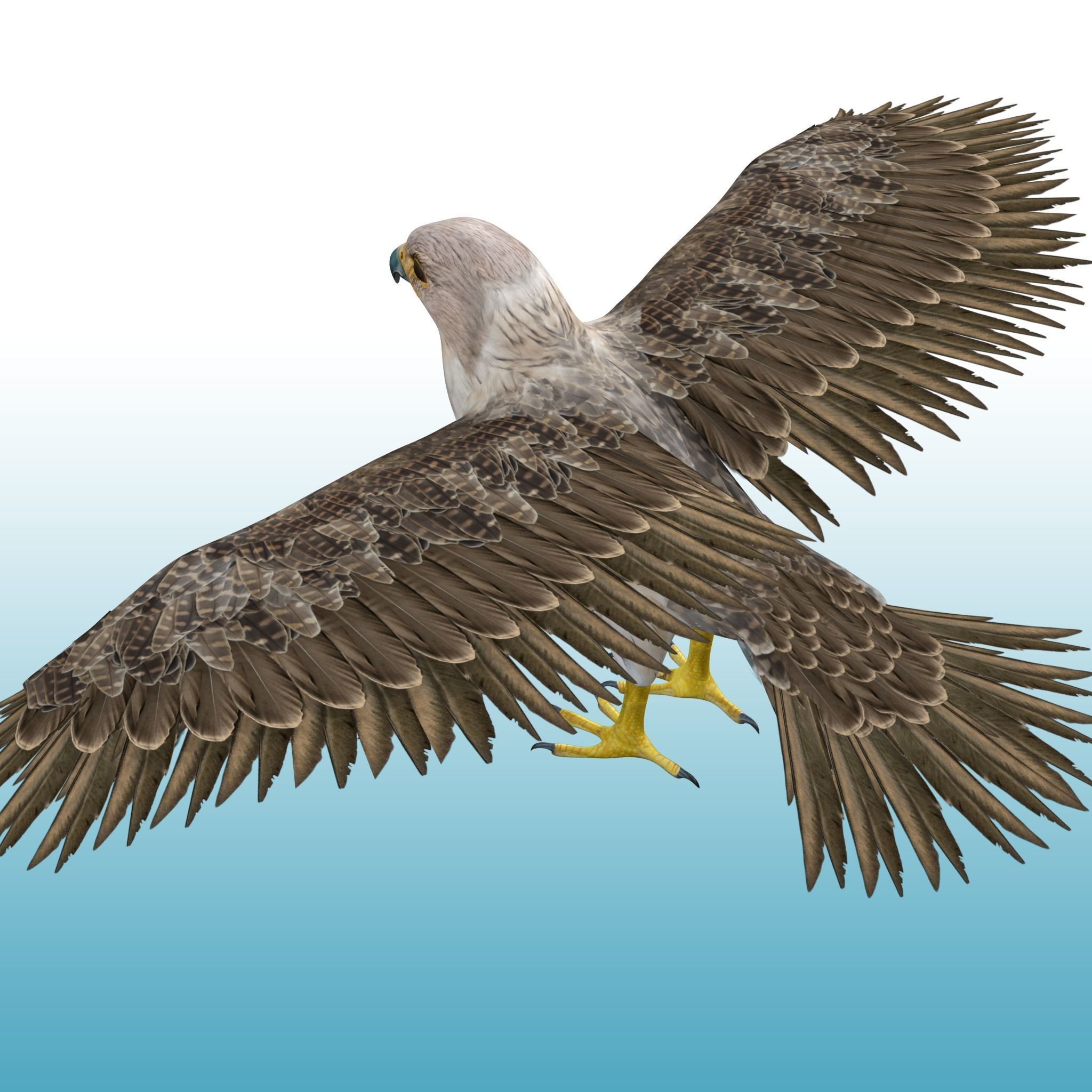 Hawk Rig 3D model_5