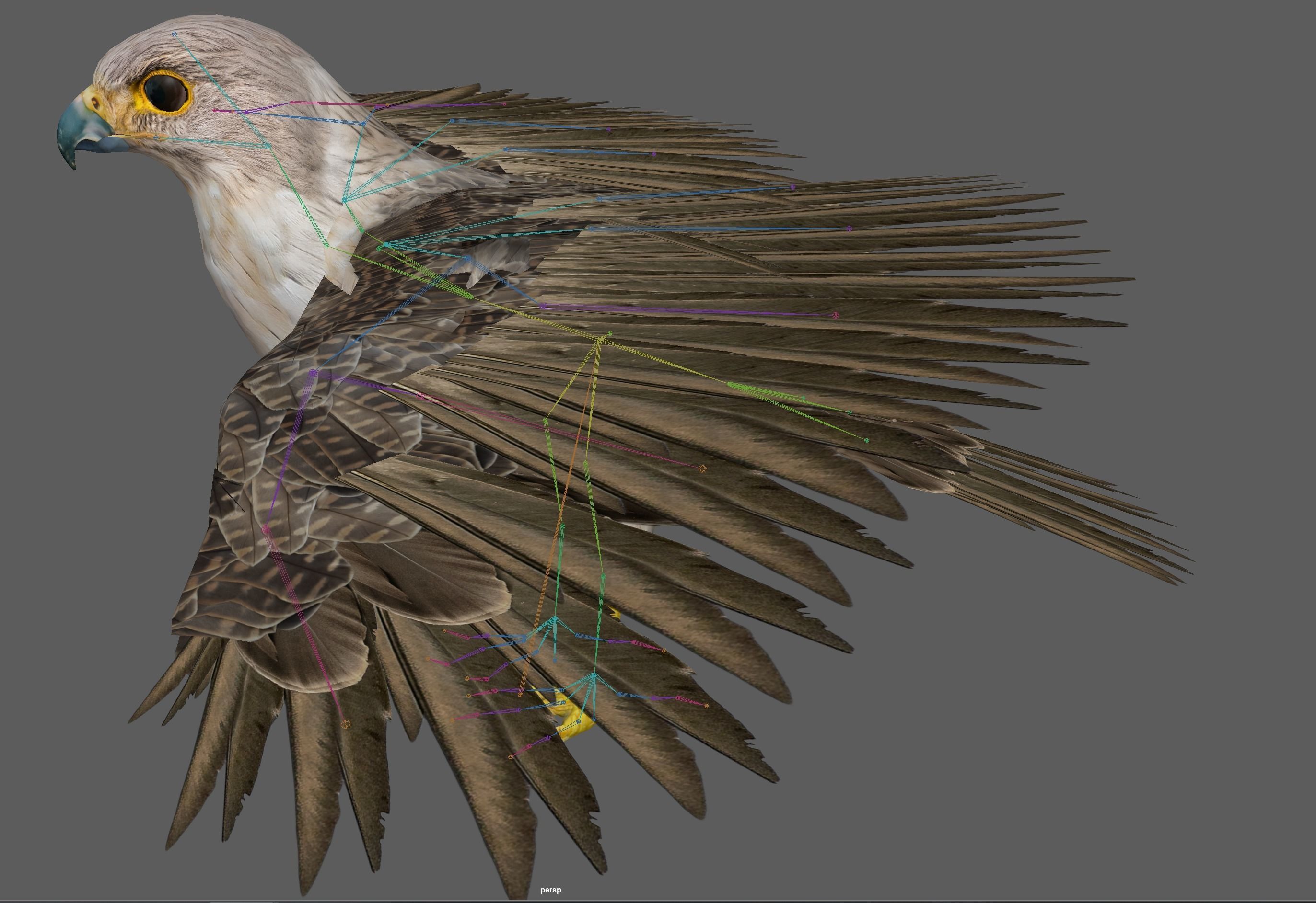 Hawk Rig 3D model_22