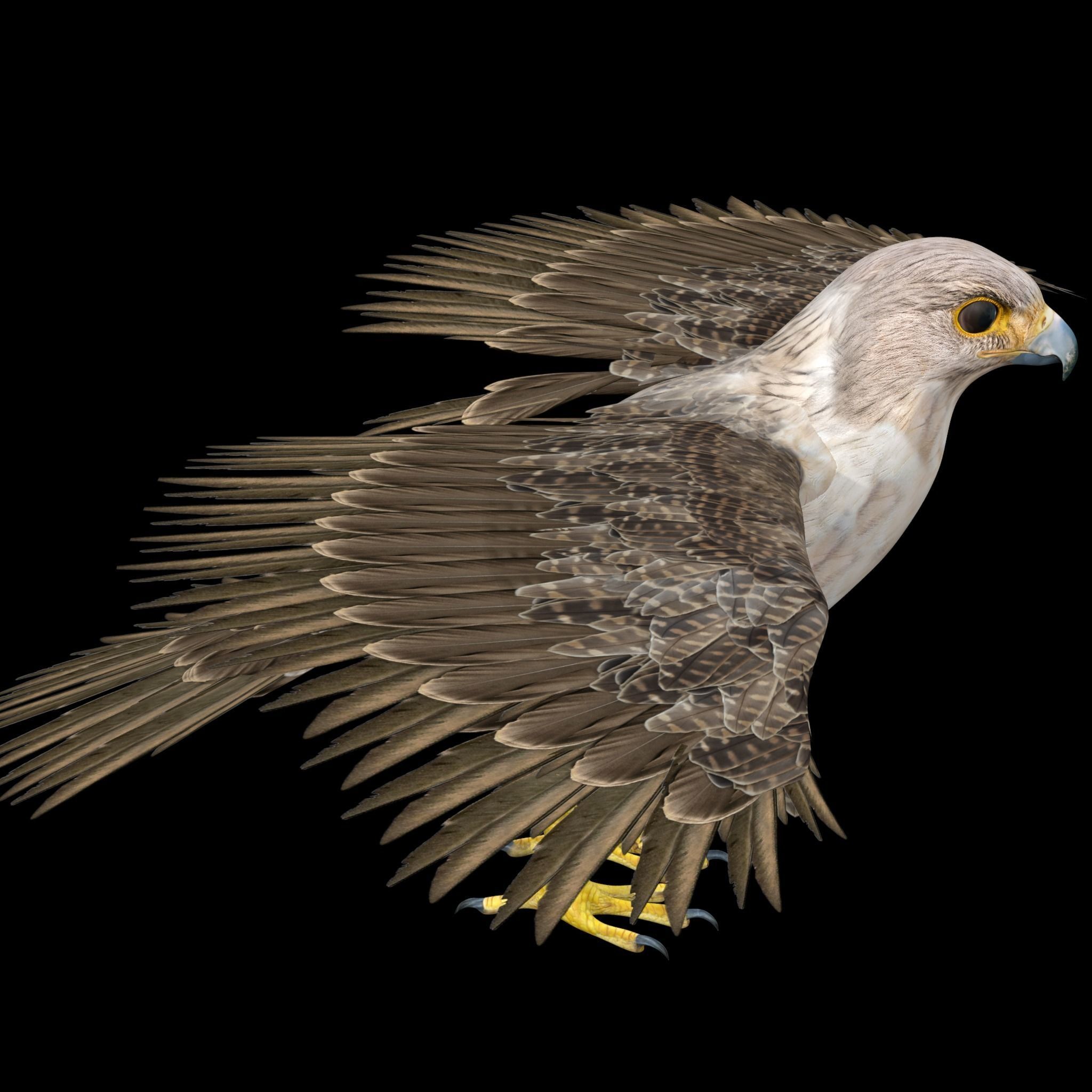 Hawk Rig 3D model_6