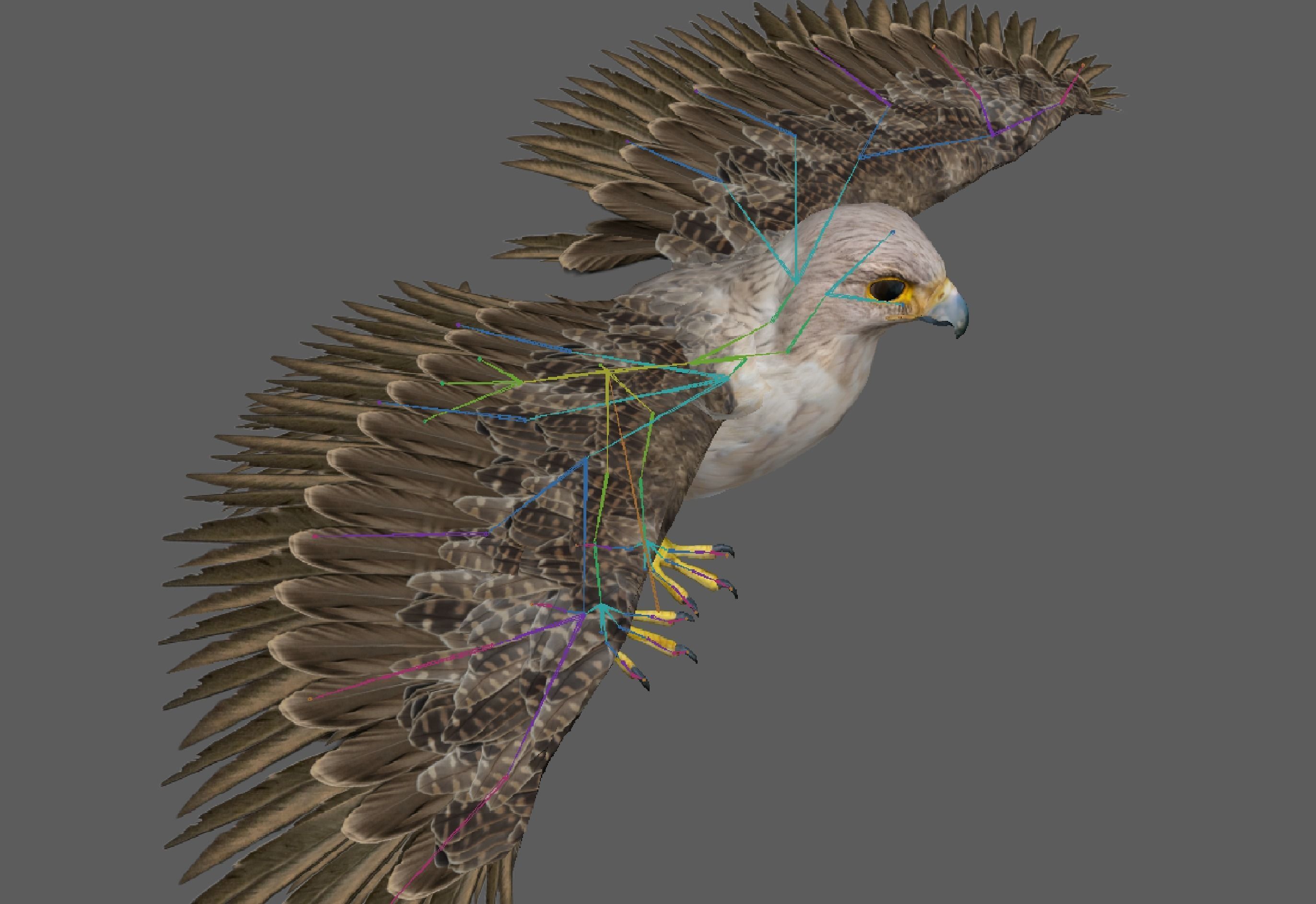 Hawk Rig 3D model_11