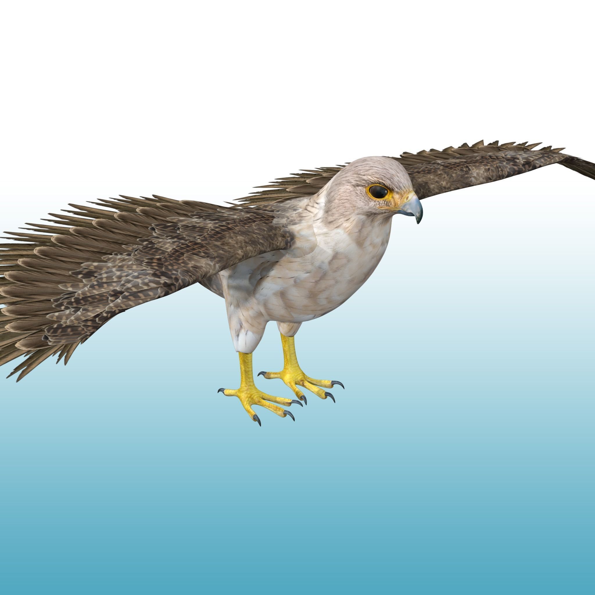 Hawk Rig 3D model_1